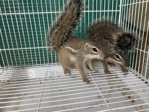Ground Squirrel