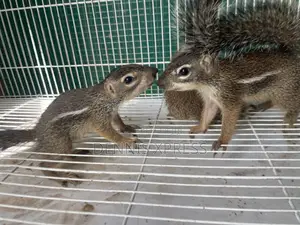 Ground Squirrel