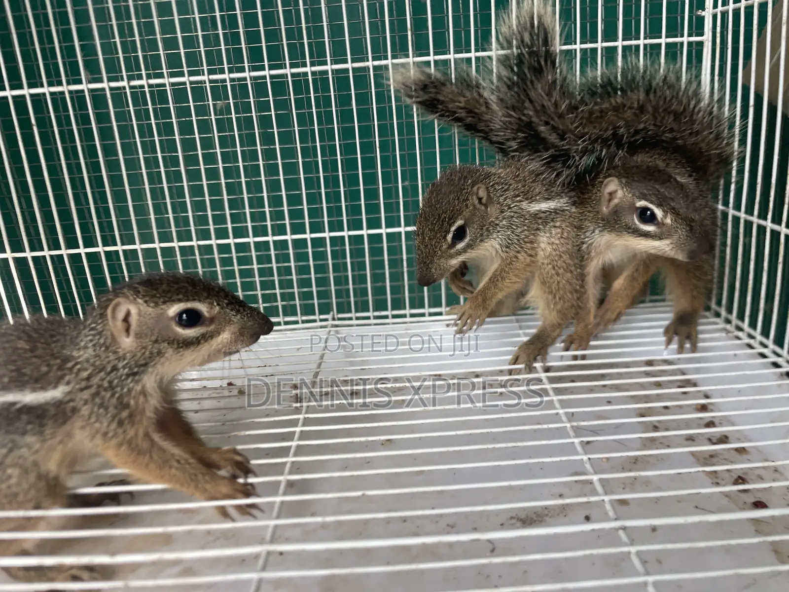 Ground Squirrel