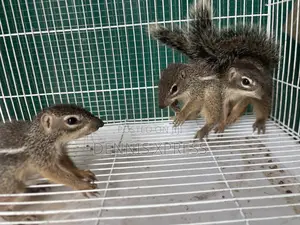 Ground Squirrel