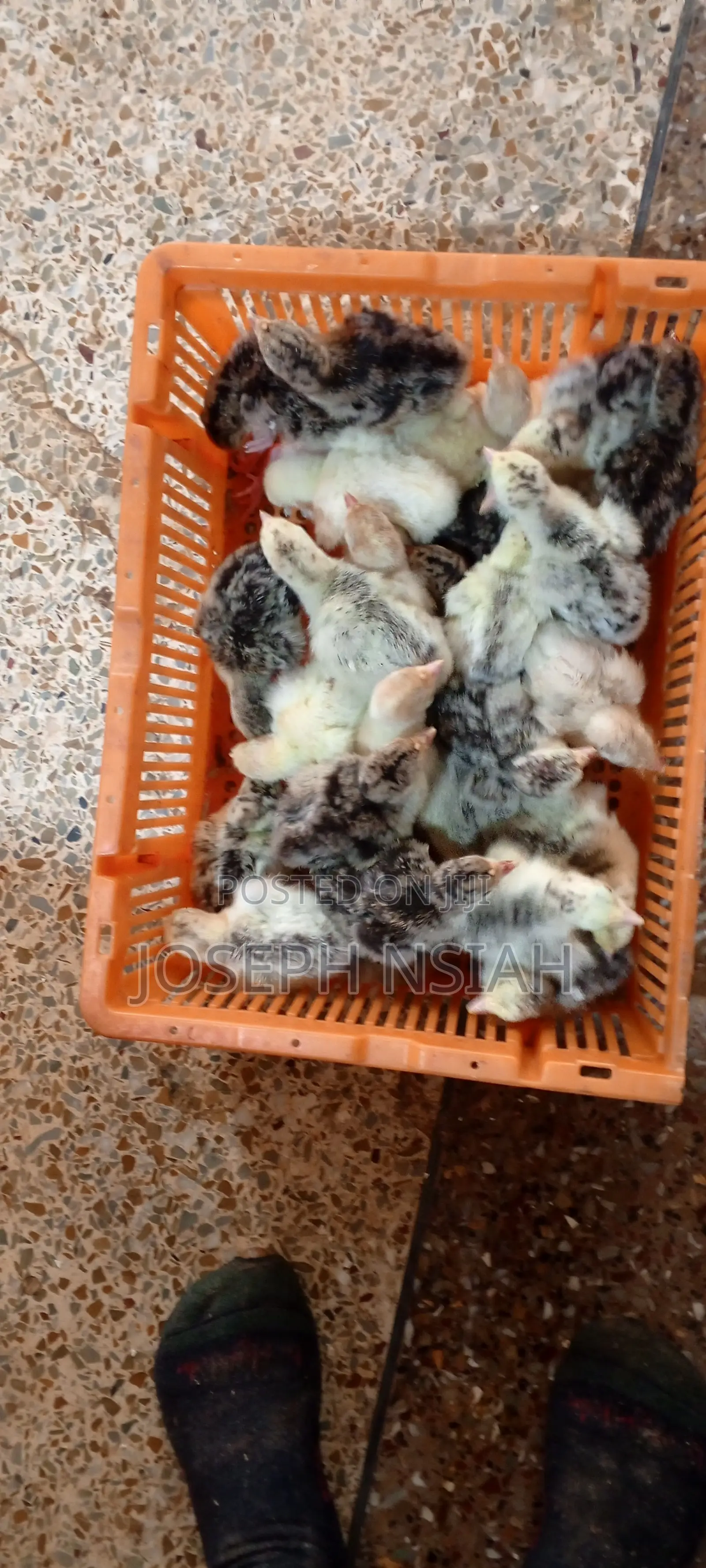 Day Old Turkeys