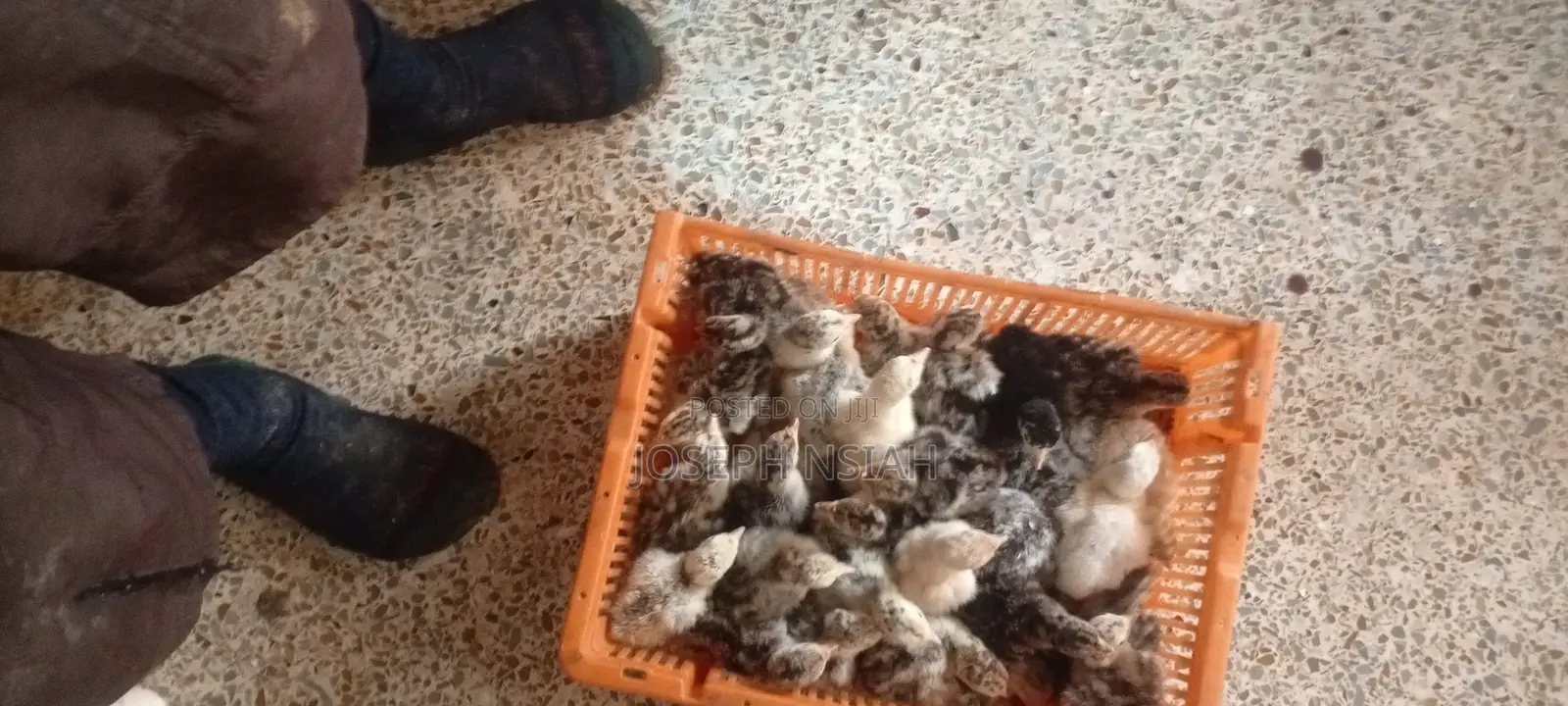 Day Old Turkeys