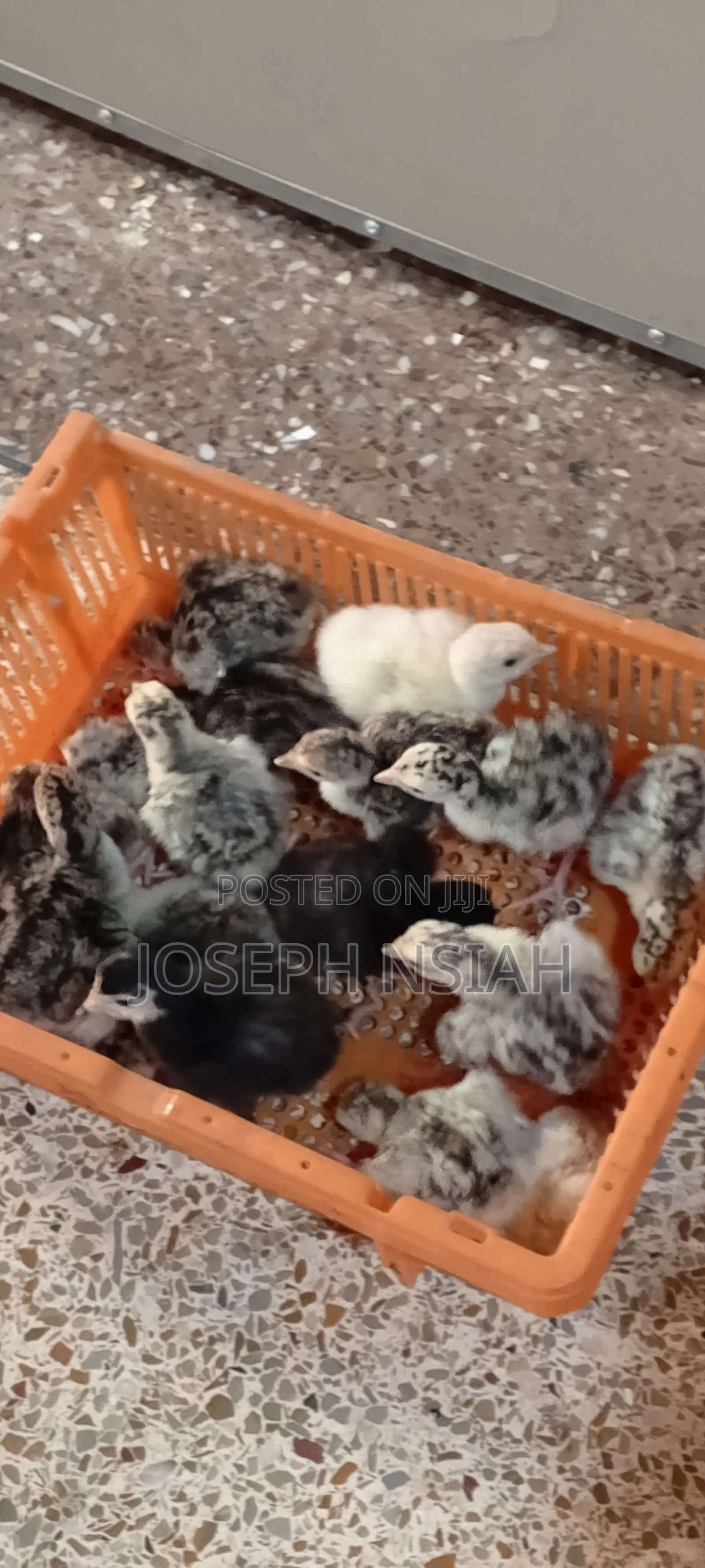 Day Old Turkeys