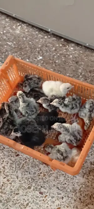 Day Old Turkeys