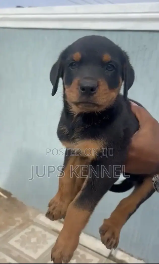 1-3 months Female Purebred Rottweiler