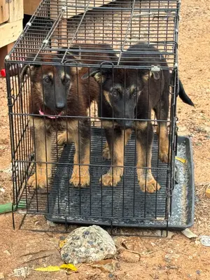 1-3 months Female Purebred German Shepherd