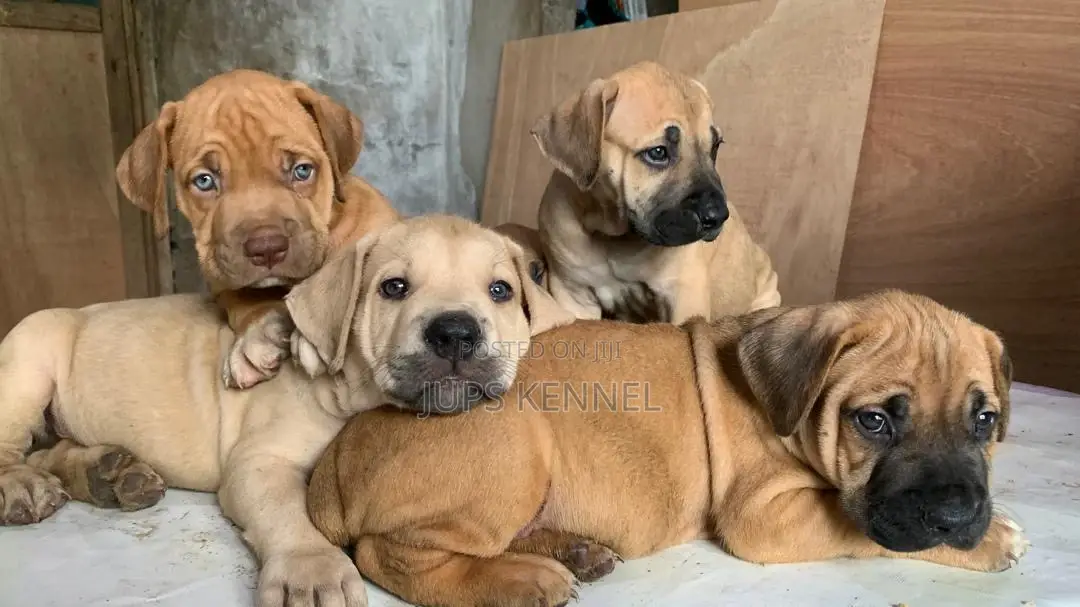 1-3 months Female Purebred Boerboel