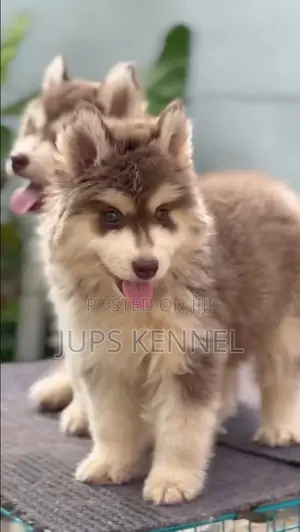 1-3 months Female Purebred Siberian Husky