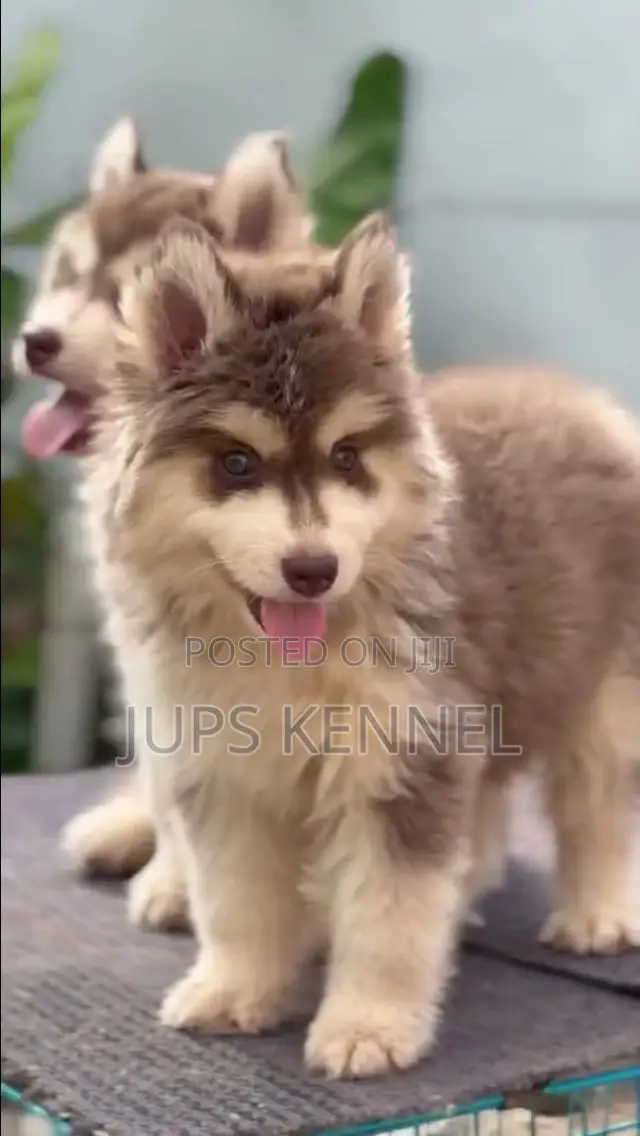 1-3 months Female Purebred Siberian Husky