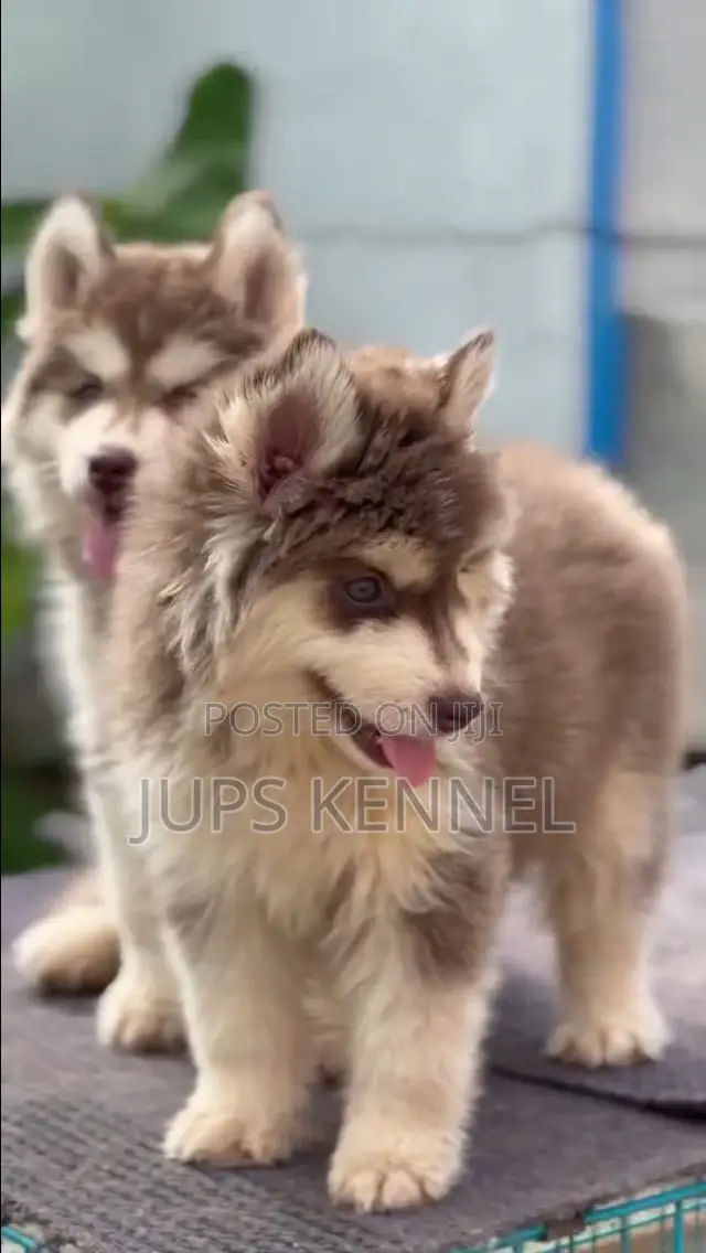 1-3 months Female Purebred Siberian Husky