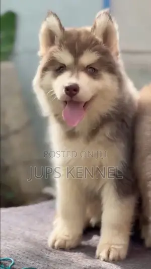 1-3 months Female Purebred Siberian Husky