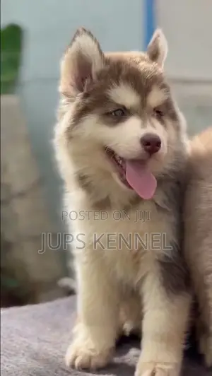 1-3 months Female Purebred Siberian Husky
