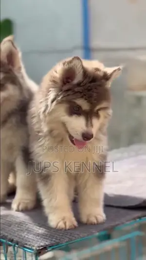 1-3 months Female Purebred Siberian Husky