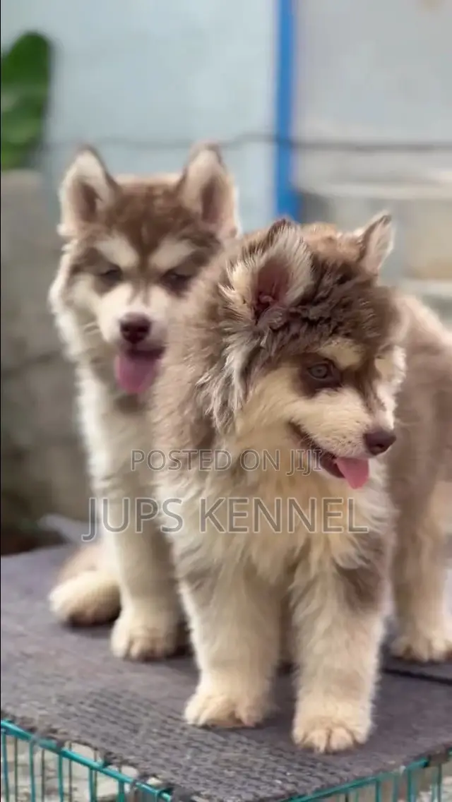 1-3 months Female Purebred Siberian Husky