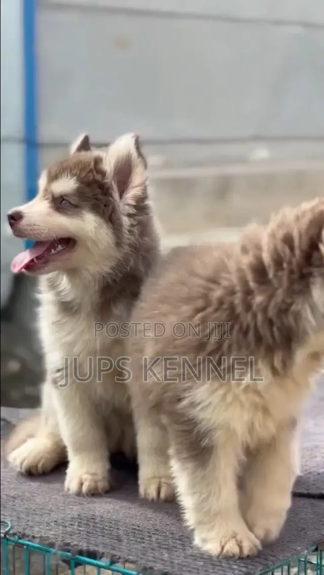 1-3 months Female Purebred Siberian Husky