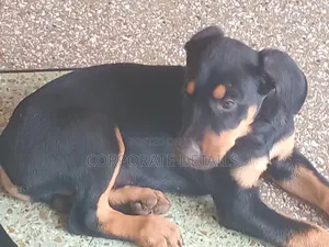 1-3 months Male Purebred Doberman Pinscher
