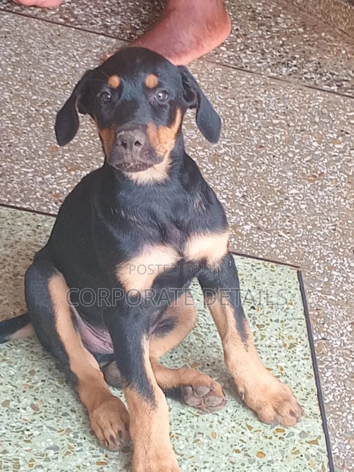 1-3 months Male Purebred Doberman Pinscher