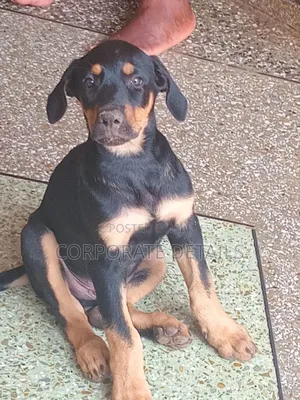 1-3 months Male Purebred Doberman Pinscher
