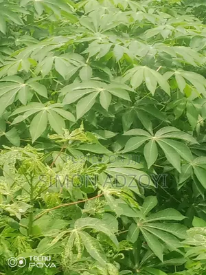 10 Acres of Land Close to Volta River for Sale
