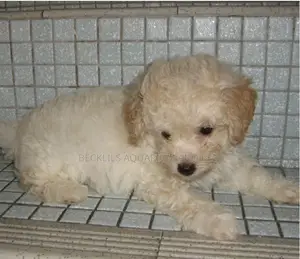 1-3 months Male Purebred Poodle