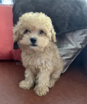 1-3 months Male Purebred Poodle
