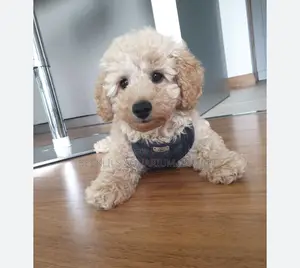 1-3 months Male Purebred Poodle