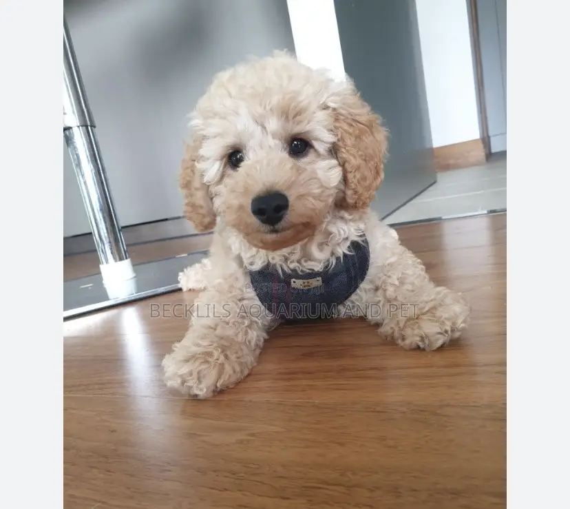 1-3 months Male Purebred Poodle
