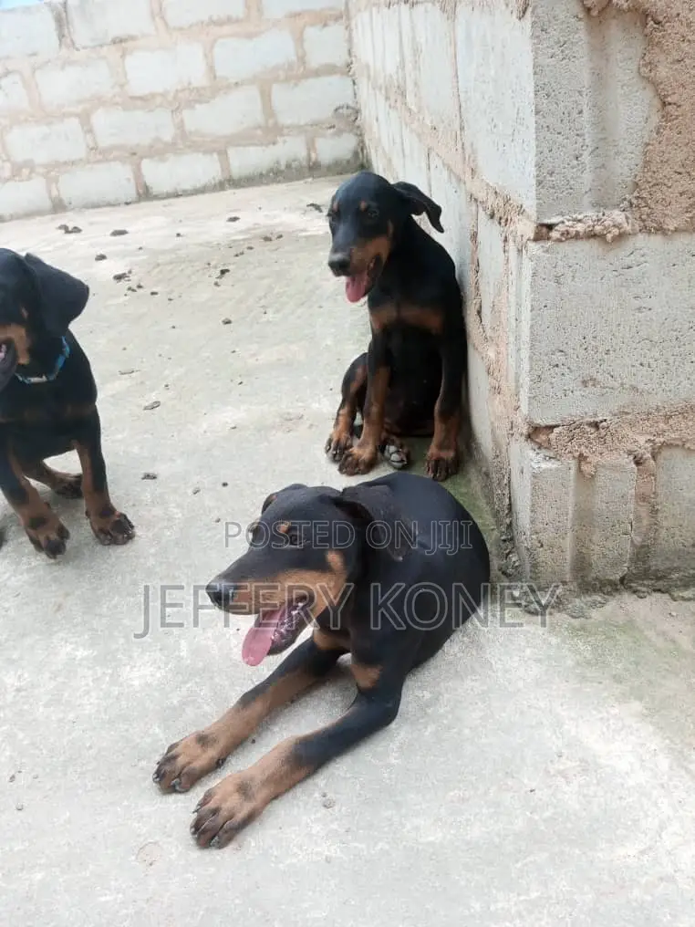 1-3 months Female Purebred Doberman Pinscher