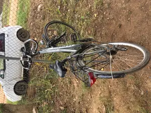 Adult Bicycle