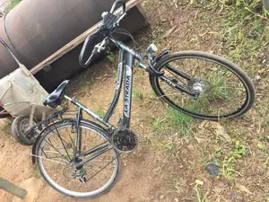 Adult Bicycle