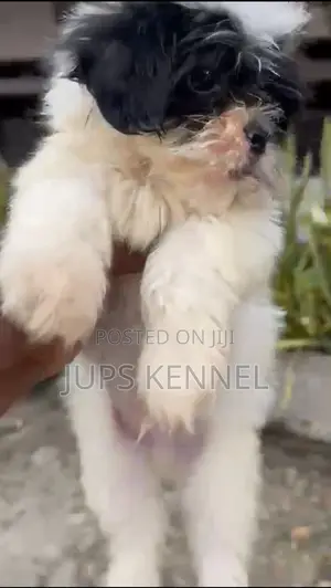 1-3 months Male Purebred Lhasa Apso