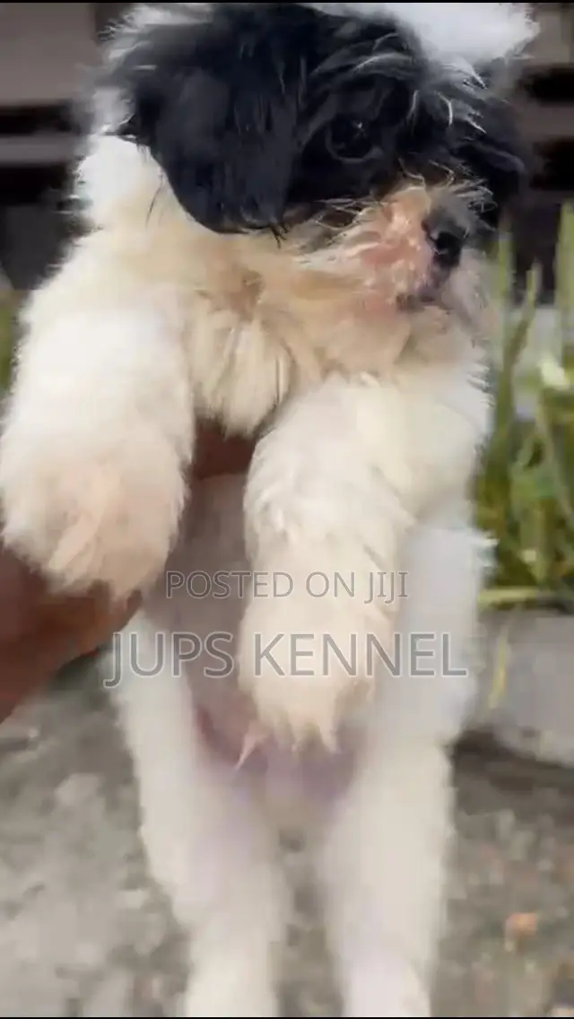 1-3 months Male Purebred Lhasa Apso