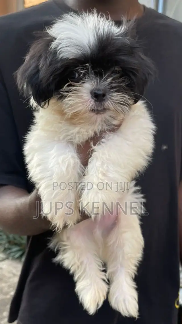 1-3 months Male Purebred Lhasa Apso