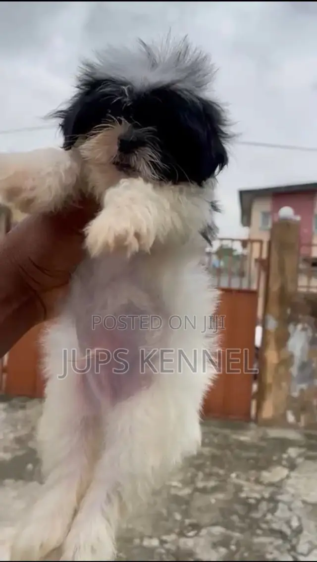 1-3 months Male Purebred Lhasa Apso