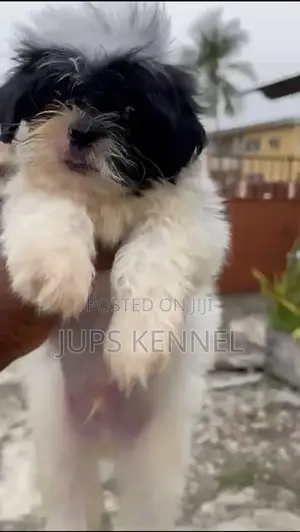1-3 months Male Purebred Lhasa Apso