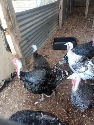 Matured Foreign and Local Turkeys