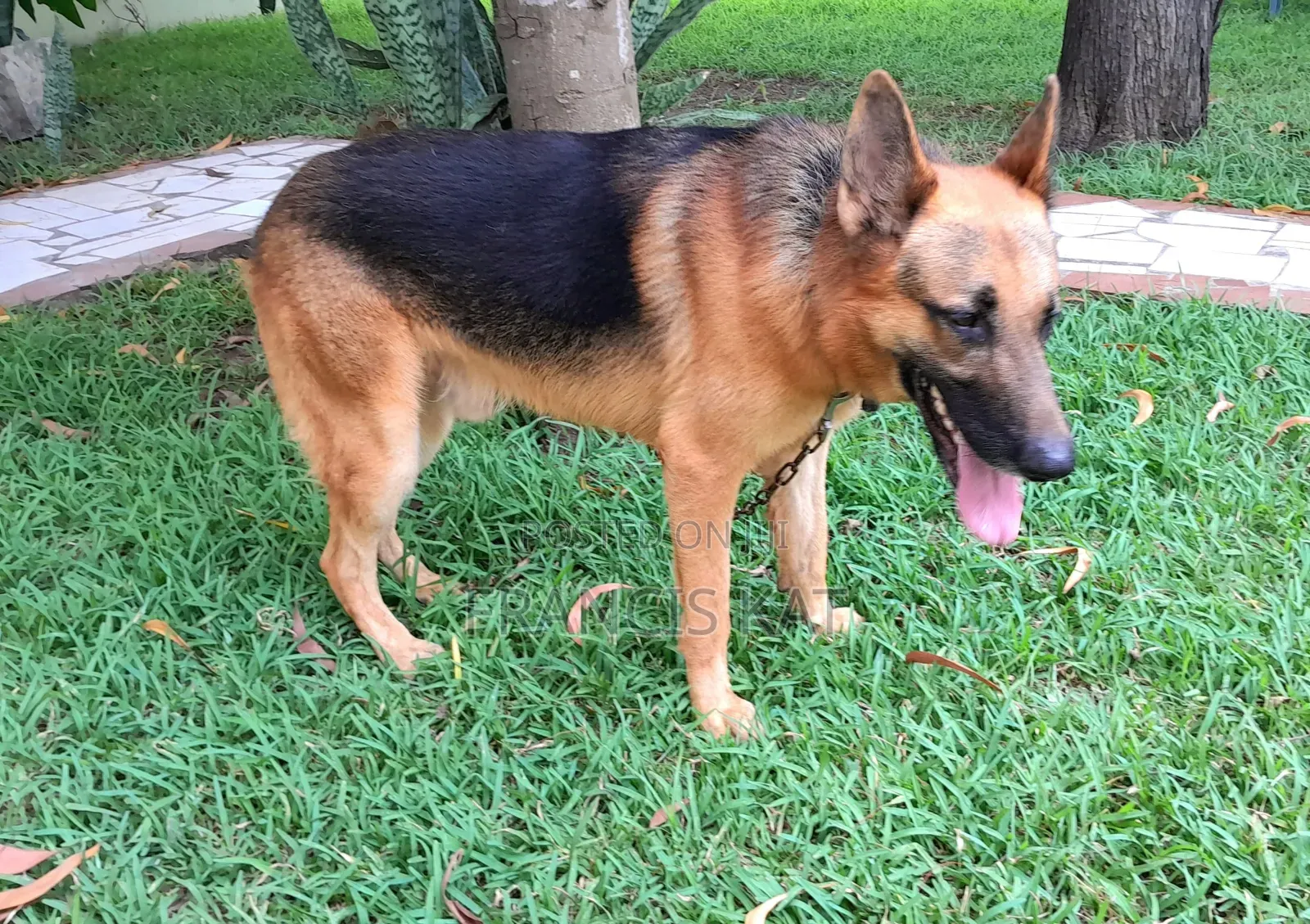 1+ year Male Purebred German Shepherd