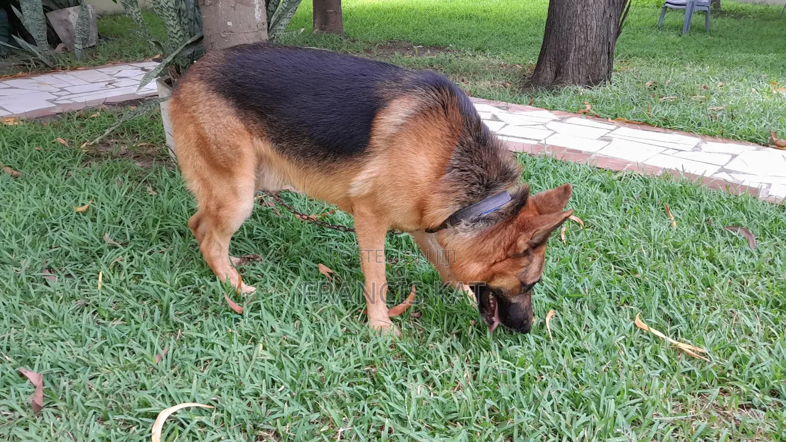 1+ year Male Purebred German Shepherd