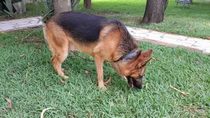 1+ year Male Purebred German Shepherd