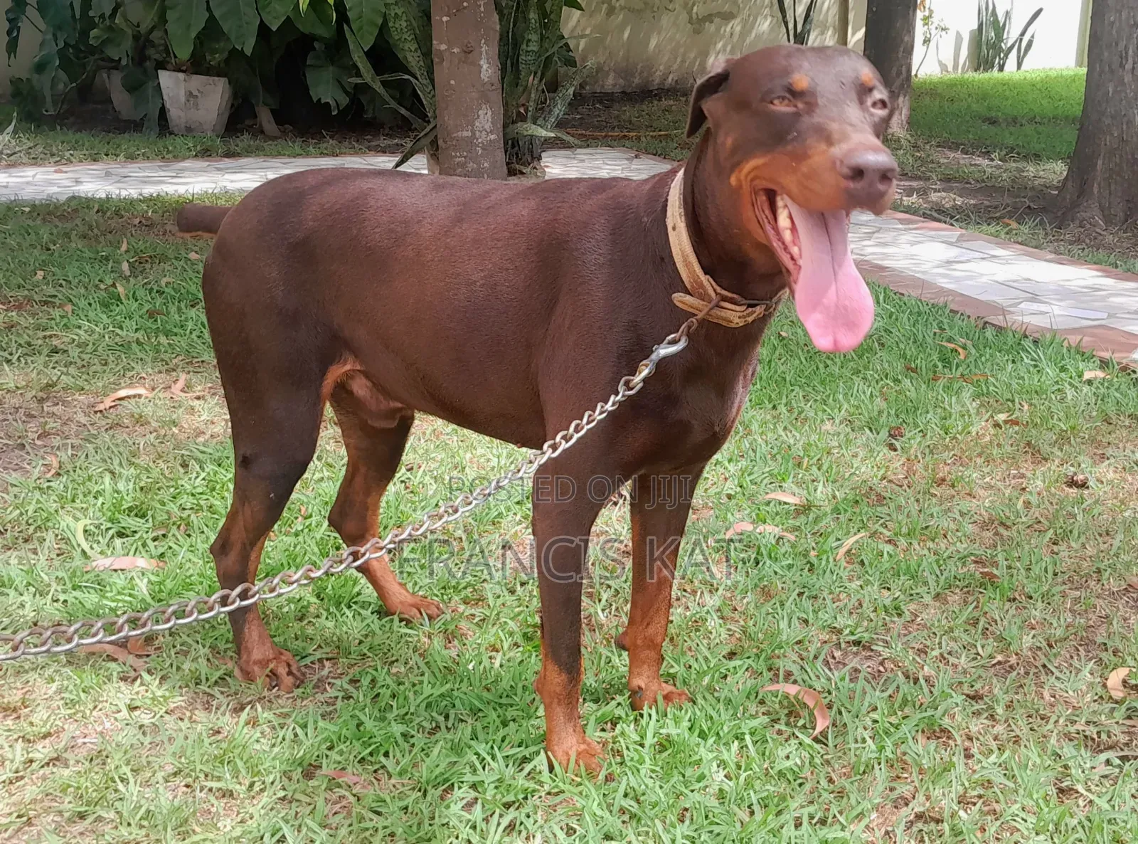1+ year Male Purebred Doberman Pinscher