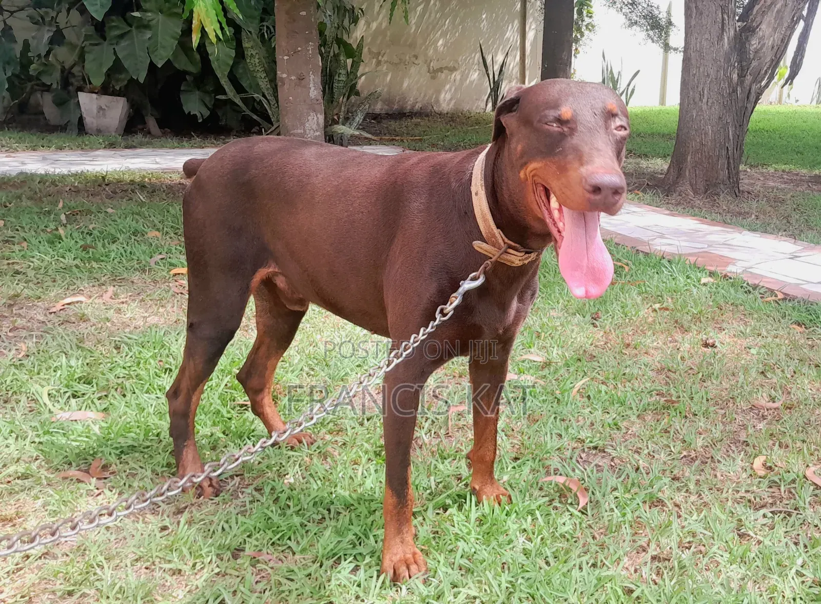 1+ year Male Purebred Doberman Pinscher