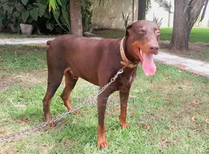 1+ year Male Purebred Doberman Pinscher