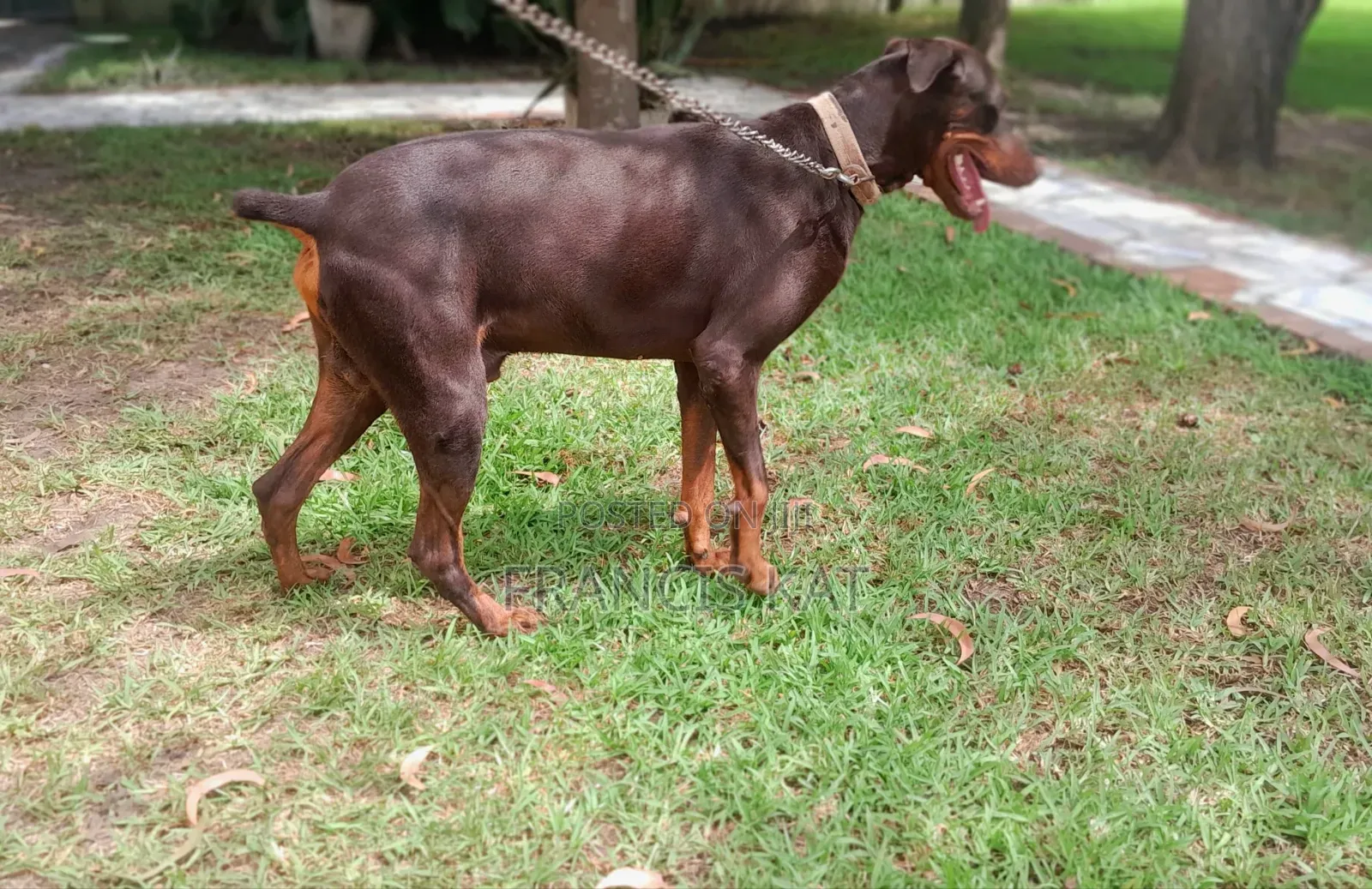 1+ year Male Purebred Doberman Pinscher