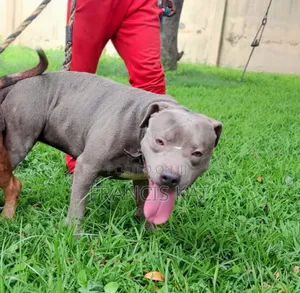1+ year Male Purebred American Pit Bull Terrier