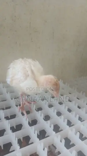 Local Foreign Turkeys (Poults) Day-Old and Brooded Ones