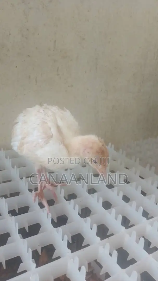 Local Foreign Turkeys (Poults) Day-Old and Brooded Ones