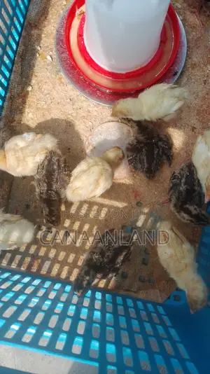 Local Foreign Turkeys (Poults) Day-Old and Brooded Ones