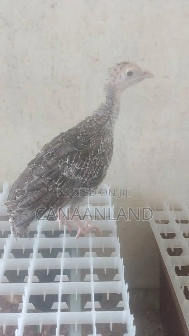 Local Foreign Turkeys (Poults) Day-Old and Brooded Ones
