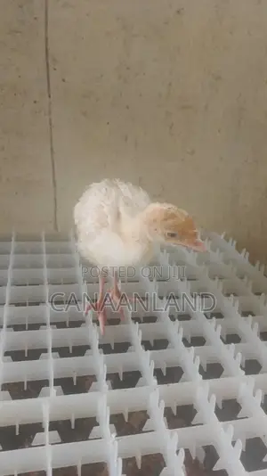 Local Foreign Turkeys (Poults) Day-Old and Brooded Ones