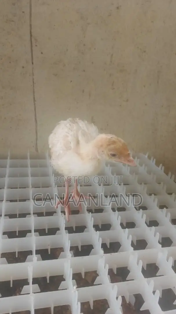 Local Foreign Turkeys (Poults) Day-Old and Brooded Ones